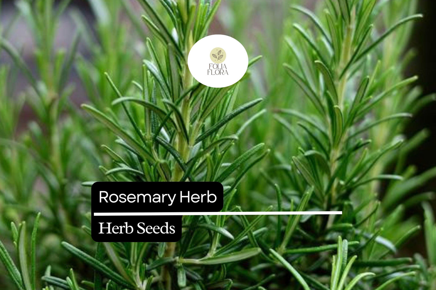 100 Seeds Rosemary (Salvia rosmarinus) – Aromatic Herb for Culinary and Ornamental Gardens