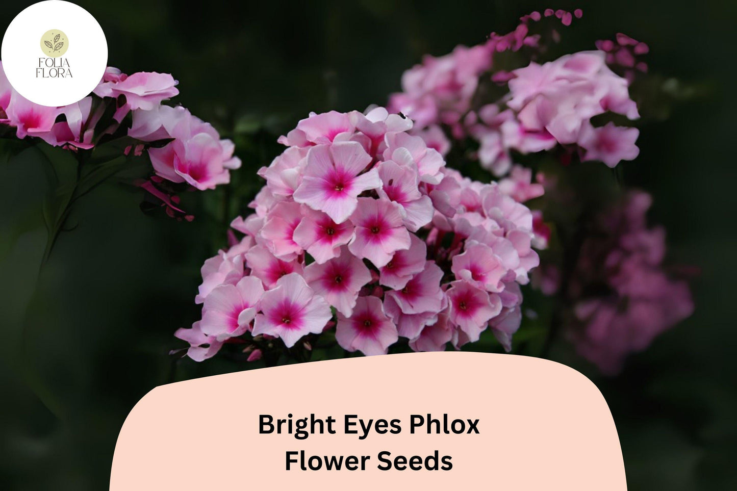 100+ Bright Eyes Phlox Seeds for Planting | Phlox drummondii Annual Flower Seeds | Pink Blooms with Dark Eye for Garden & Beds