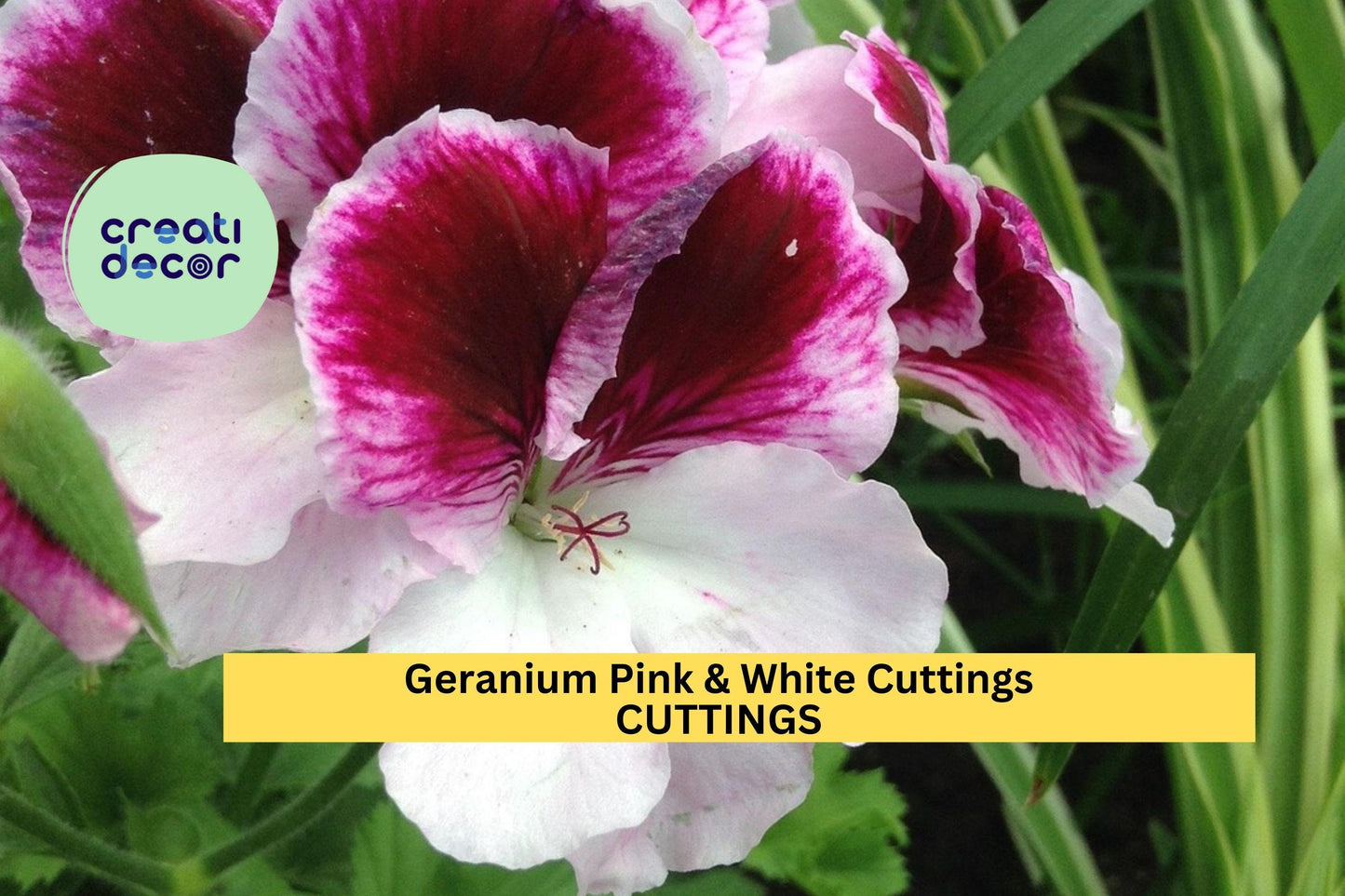 3 Pink & White Geranium Cuttings | Fresh Pelargonium Starter Plants | Flowering Garden or Potting Plant | Easy to Grow USA Seller