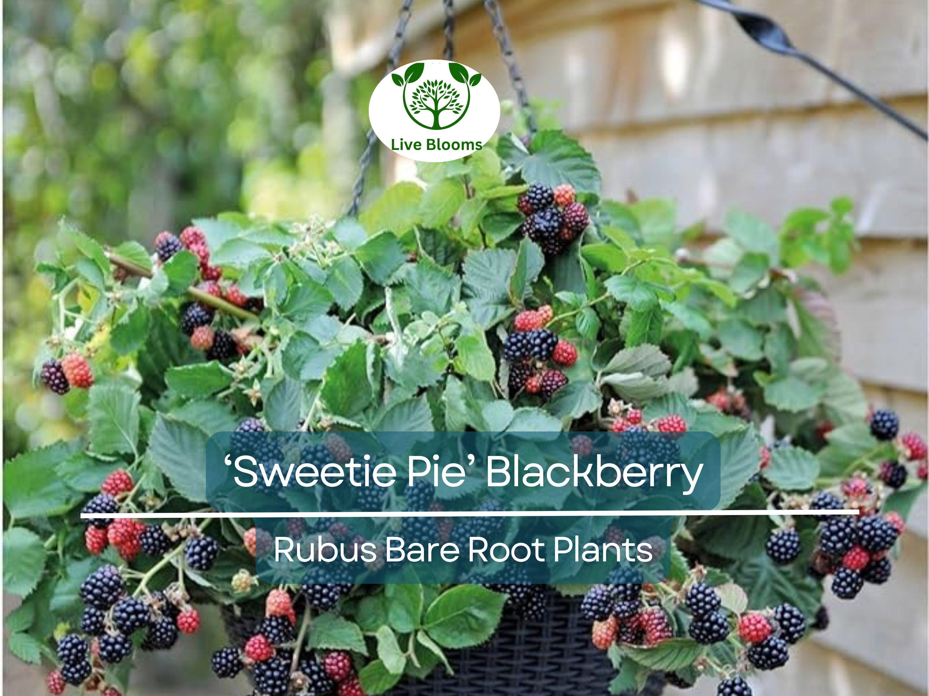 3 ‘Sweetie Pie’ Blackberry Plants – Live Bare Root Non-GMO Rubus Starters – Thornless, Heat-Tolerant, Sweet Fruit Bush