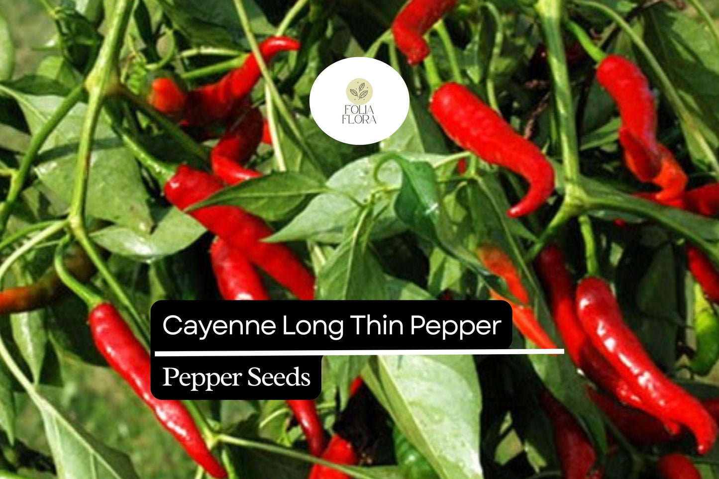 30 Seeds Cayenne Long Thin Pepper, Capsicum Annuum, Spicy Chili for Cooking and Drying