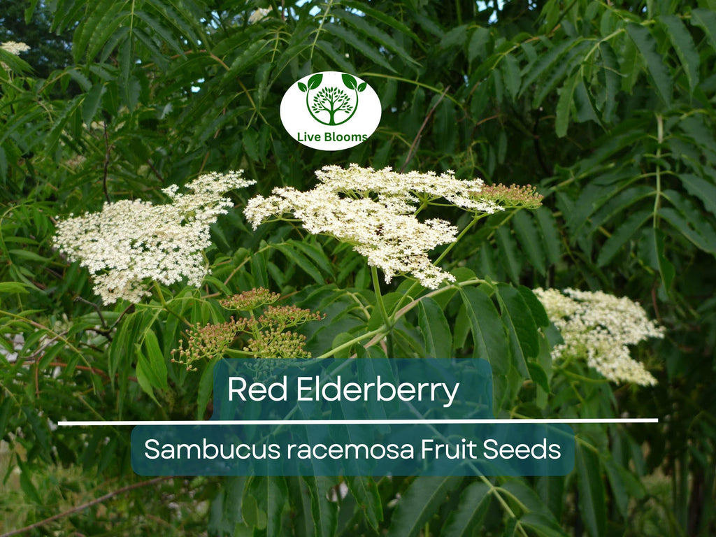 80 Red Elderberry Seeds (Sambucus racemosa), Tree Shrub, Edible Fruit, Berry, Herb, Garden Starter, Wild Elderberry, High Yield Plant