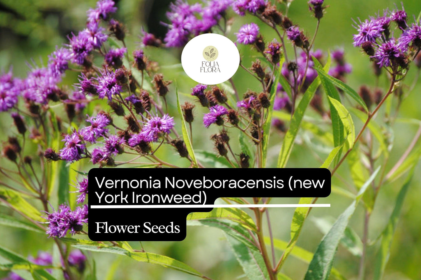 100 Vernonia Noveboracensis Seeds, New York Ironweed, Tall Native Wildflower for Pollinators