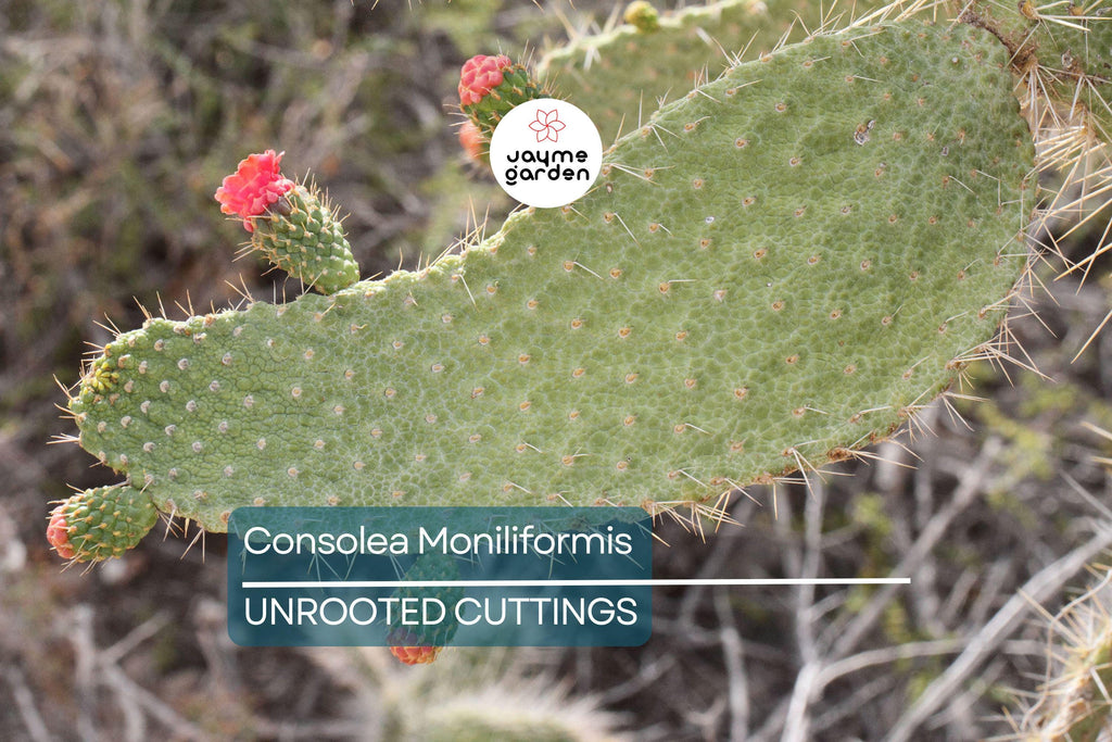Consolea moniliformis Unrooted Cactus Cutting (4–7" Pad) | Rare Opuntia Species | Freshly Cut for Easy Rooting