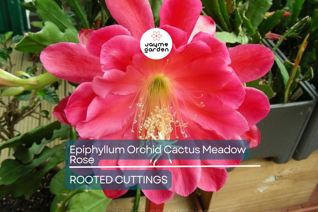 Epiphyllum Orchid Cactus 'Meadow Rose' | 2 Rooted Cuttings with New Growth | Stunning Blooms | Easy-Care Succulent Plant
