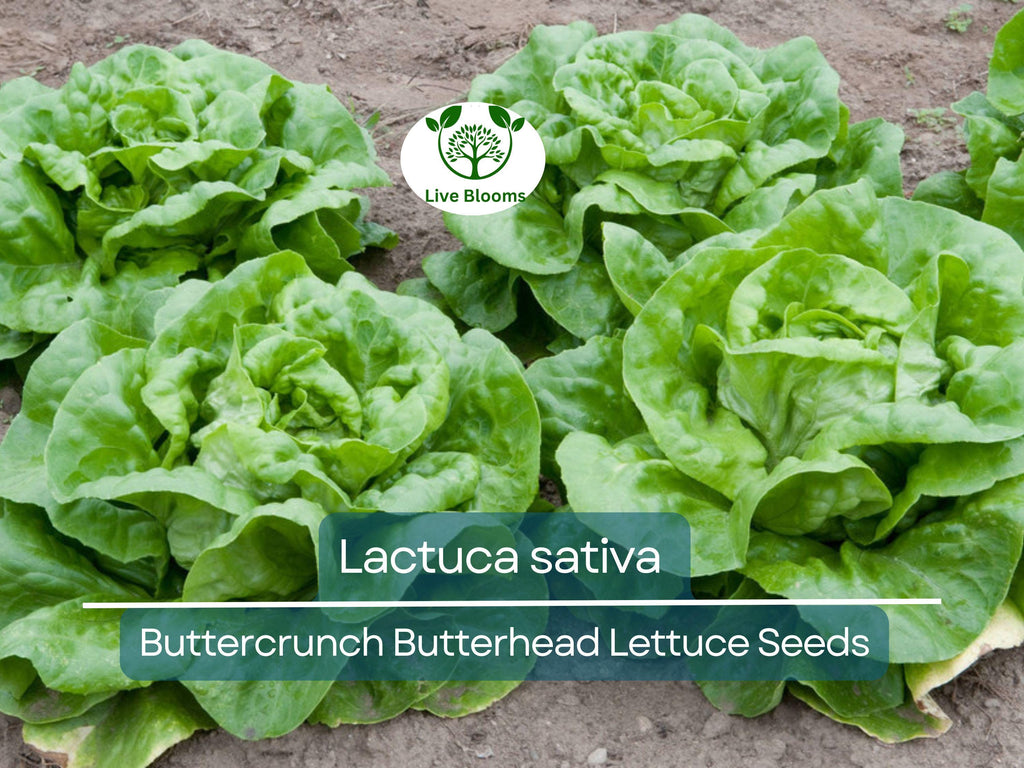 700 Seeds Buttercrunch Butterhead Lettuce – Lactuca sativa | Heirloom Lettuce Seeds for Planting, Gardening & Fresh, Tender Harvests