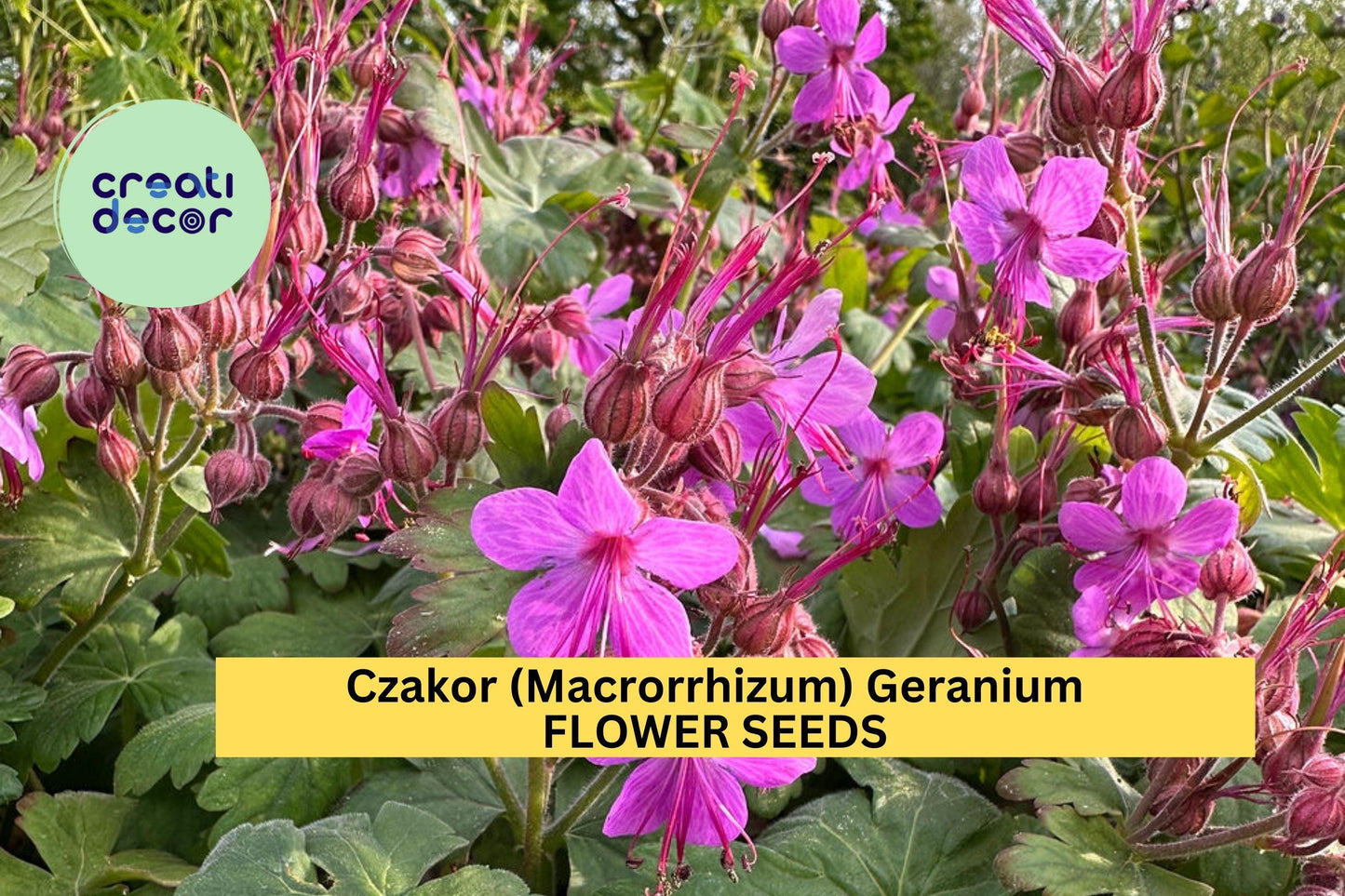 25+ Czakor Geranium Seeds – Groundcover with Magenta-Pink Blooms for Garden Planting, Drought-Tolerant Perennial – USA