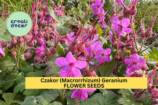 25+ Czakor Geranium Seeds – Groundcover with Magenta-Pink Blooms for Garden Planting, Drought-Tolerant Perennial – USA