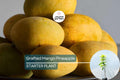 Grafted Mango Pineapple Tree Live Fruit Plant 3’-4’ | Tropical Flavor with Hints of Pineapple | Easy Care for Home Gardens | USDA Zones 9-11