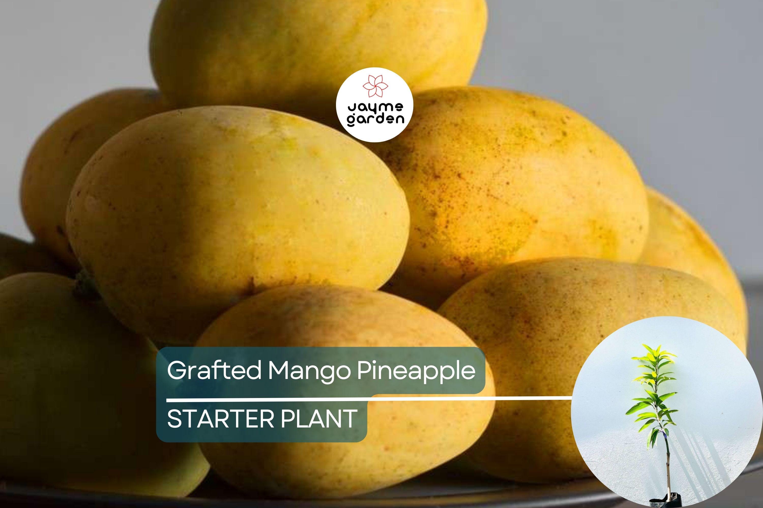 Grafted Mango Pineapple Tree Live Fruit Plant 3’-4’ | Tropical Flavor with Hints of Pineapple | Easy Care for Home Gardens | USDA Zones 9-11