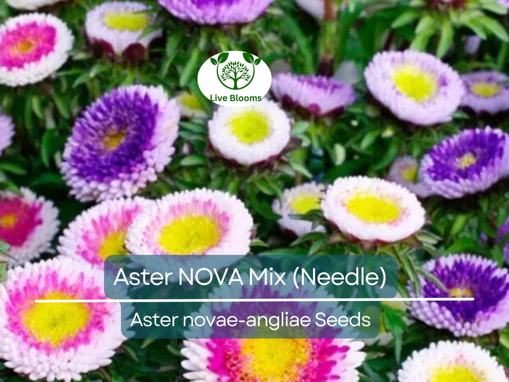 200 Seeds Aster NOVA Mix (Needle), Large Flowers, Annual, Attracts Bees & Butterflies, Non-GMO, Vibrant Garden Blooms, Easy to Grow