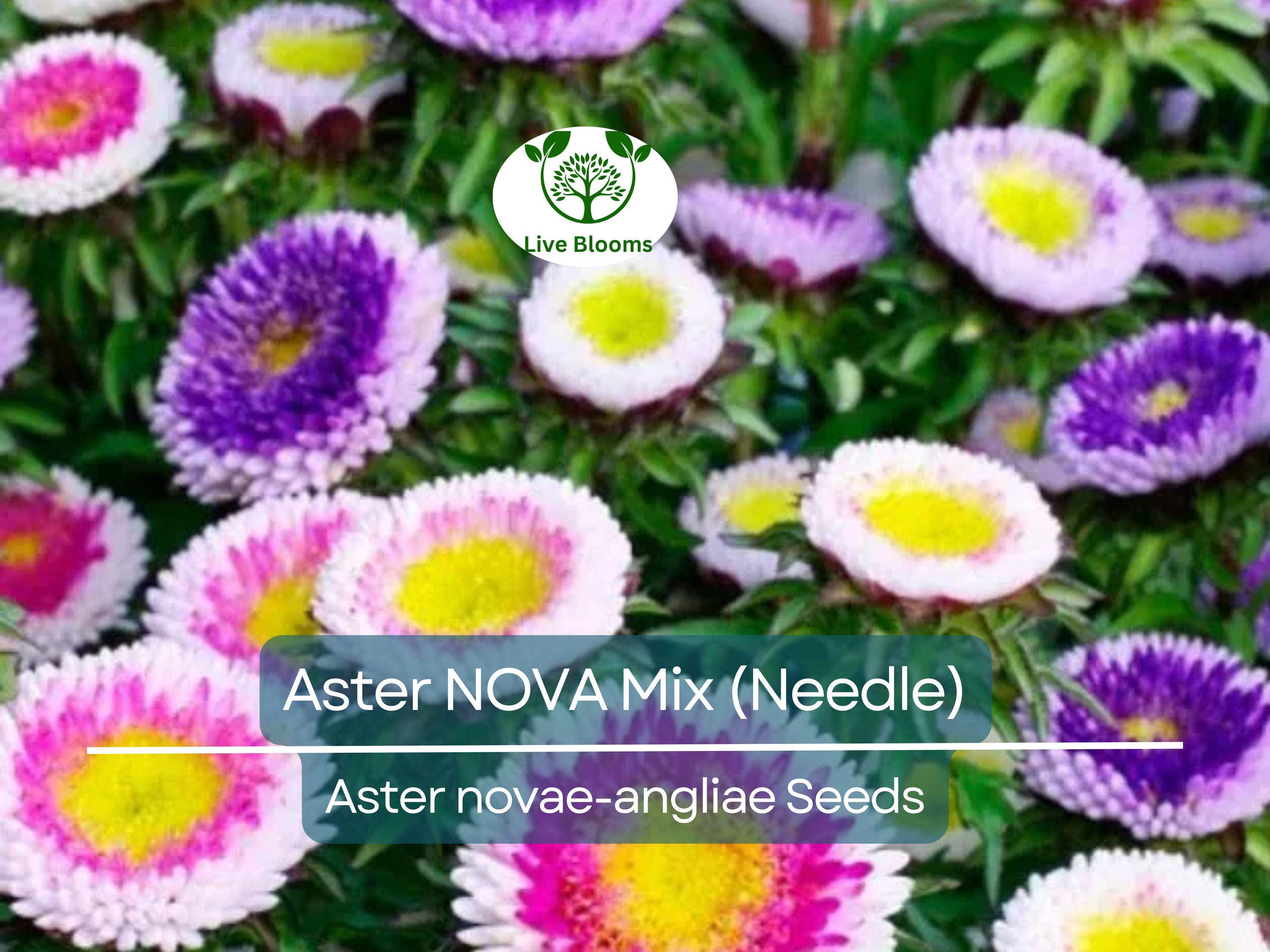 200 Seeds Aster NOVA Mix (Needle), Large Flowers, Annual, Attracts Bees & Butterflies, Non-GMO, Vibrant Garden Blooms, Easy to Grow