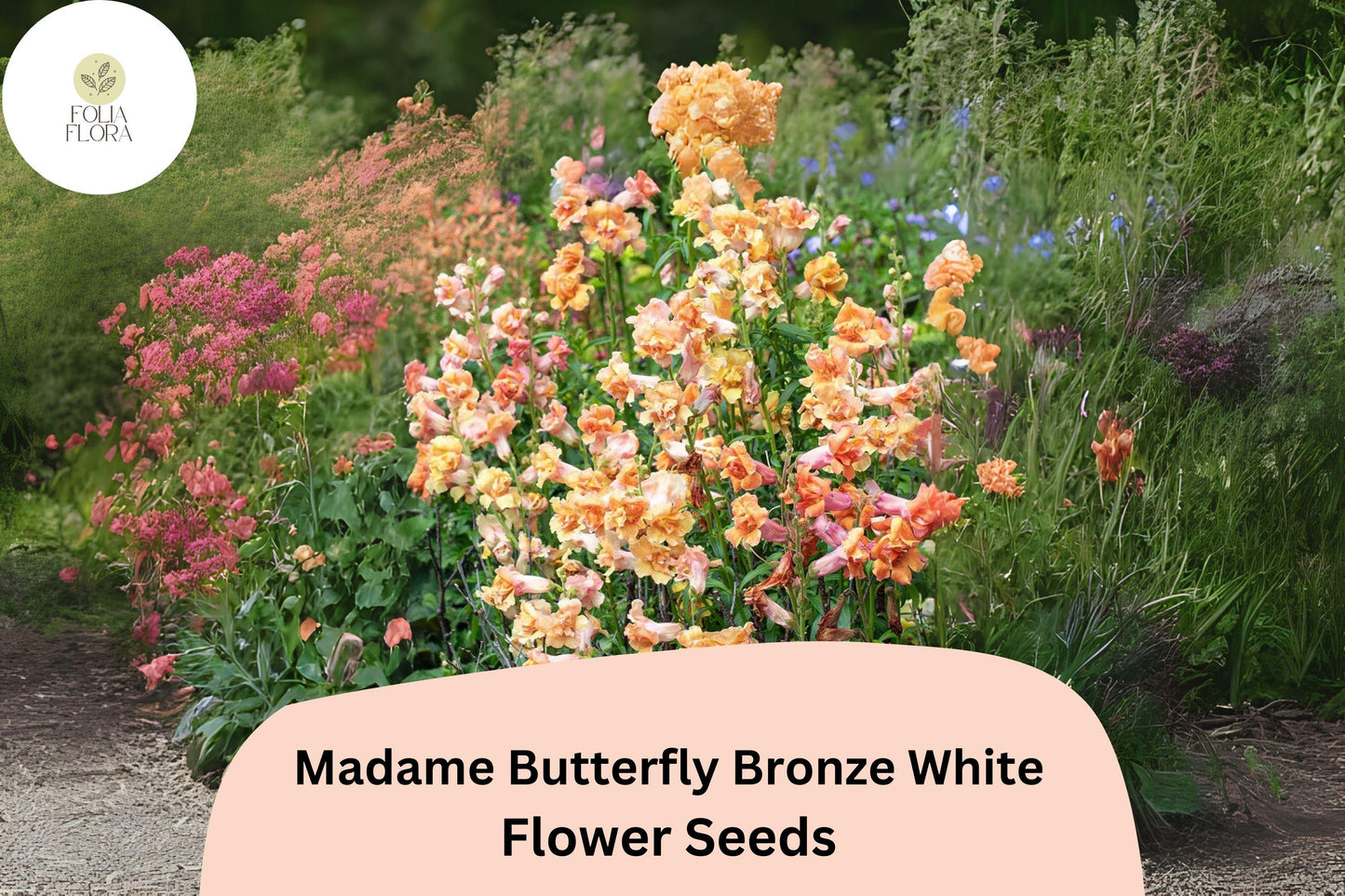 Antirrhinum majus Madame Butterfly Bronze White Snapdragon Seeds – 1000+ Ruffled Blooms for Garden & Bouquets