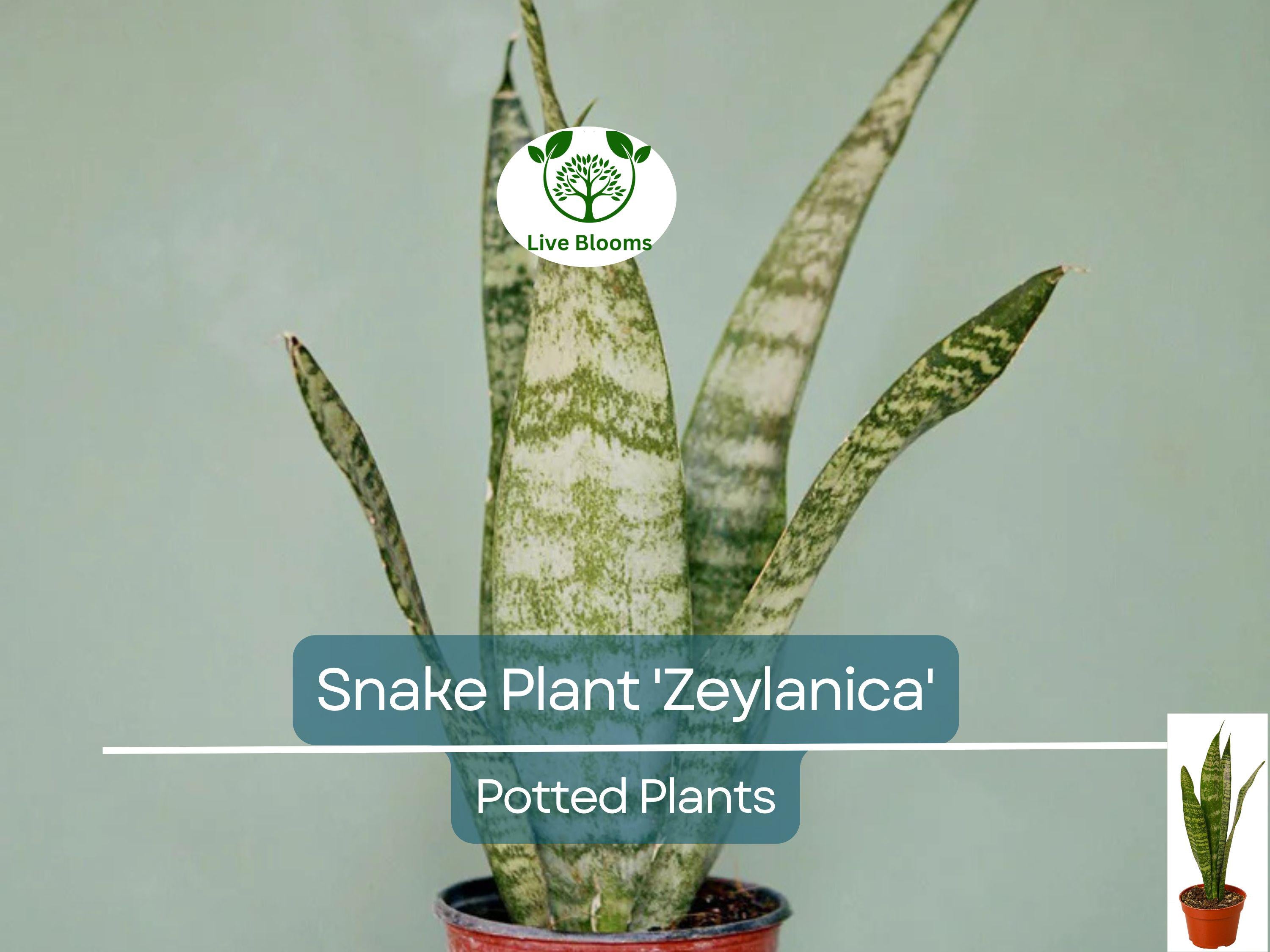 1 Sansevieria Trifasciata Snake Plant in 4" Pot - Low Maintenance Indoor Houseplant, Air Purifying