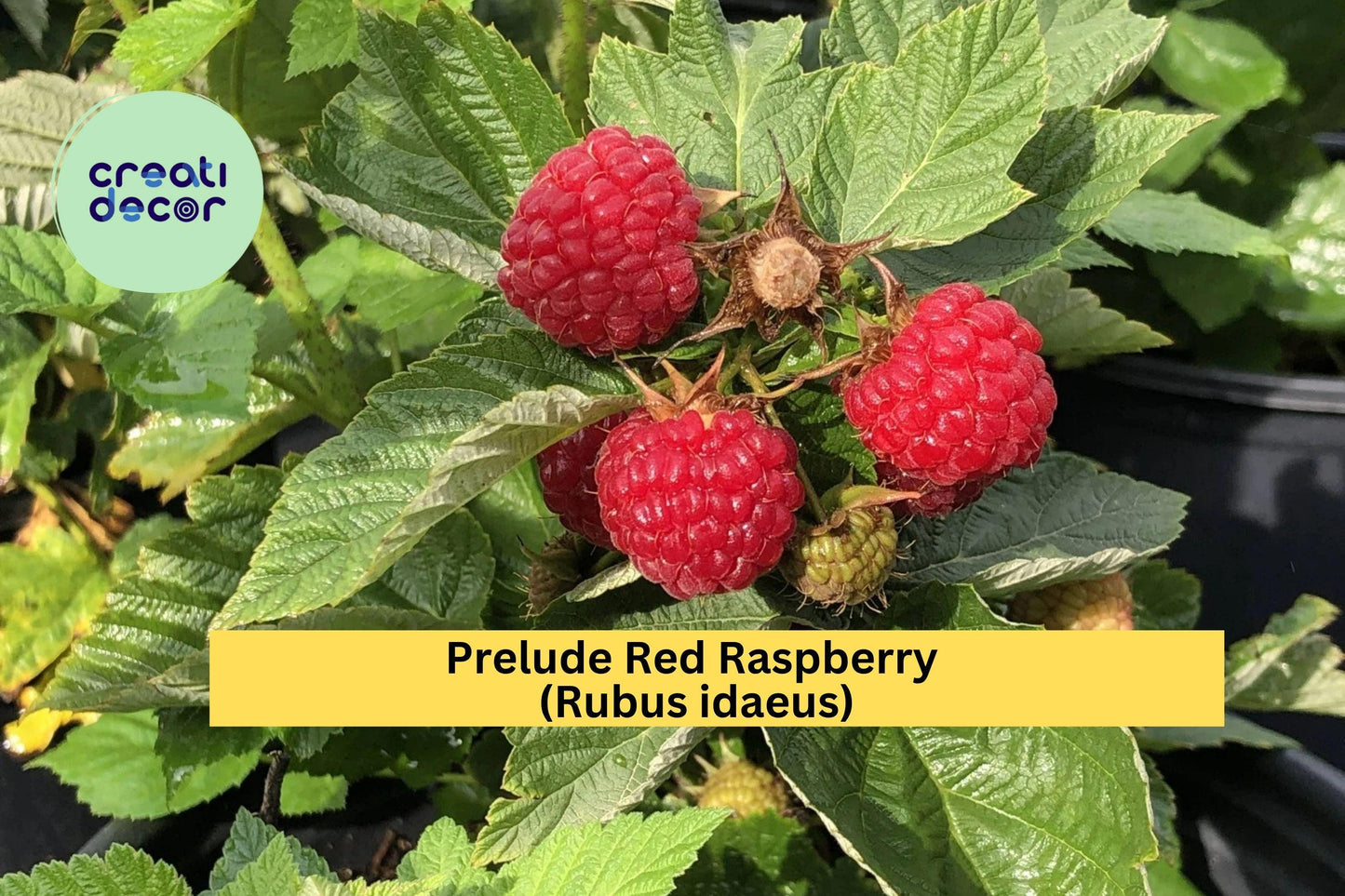 Prelude Red Raspberry (Rubus idaeus) – Early Everbearing Live Rooted Starter Plant 4–7” – Sweet Hardy Fruit Shrub