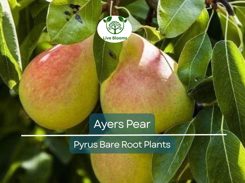 1 Ayers Pear Tree – Live Bare Root Fruit Tree (2ft) – Sweet, Juicy Pears – Disease-Resistant & Self-Pollinating – Zone 5–9