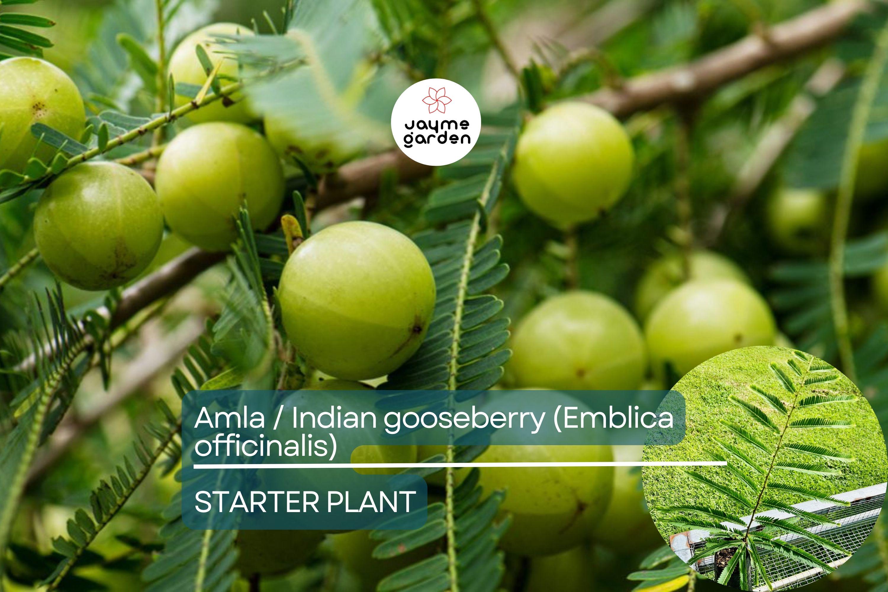Amla Tree / Indian Gooseberry (Emblica officinalis) – Live 12”-24” Tropical Fruit Tree Rich in Nutrients & Ayurvedic Traditions
