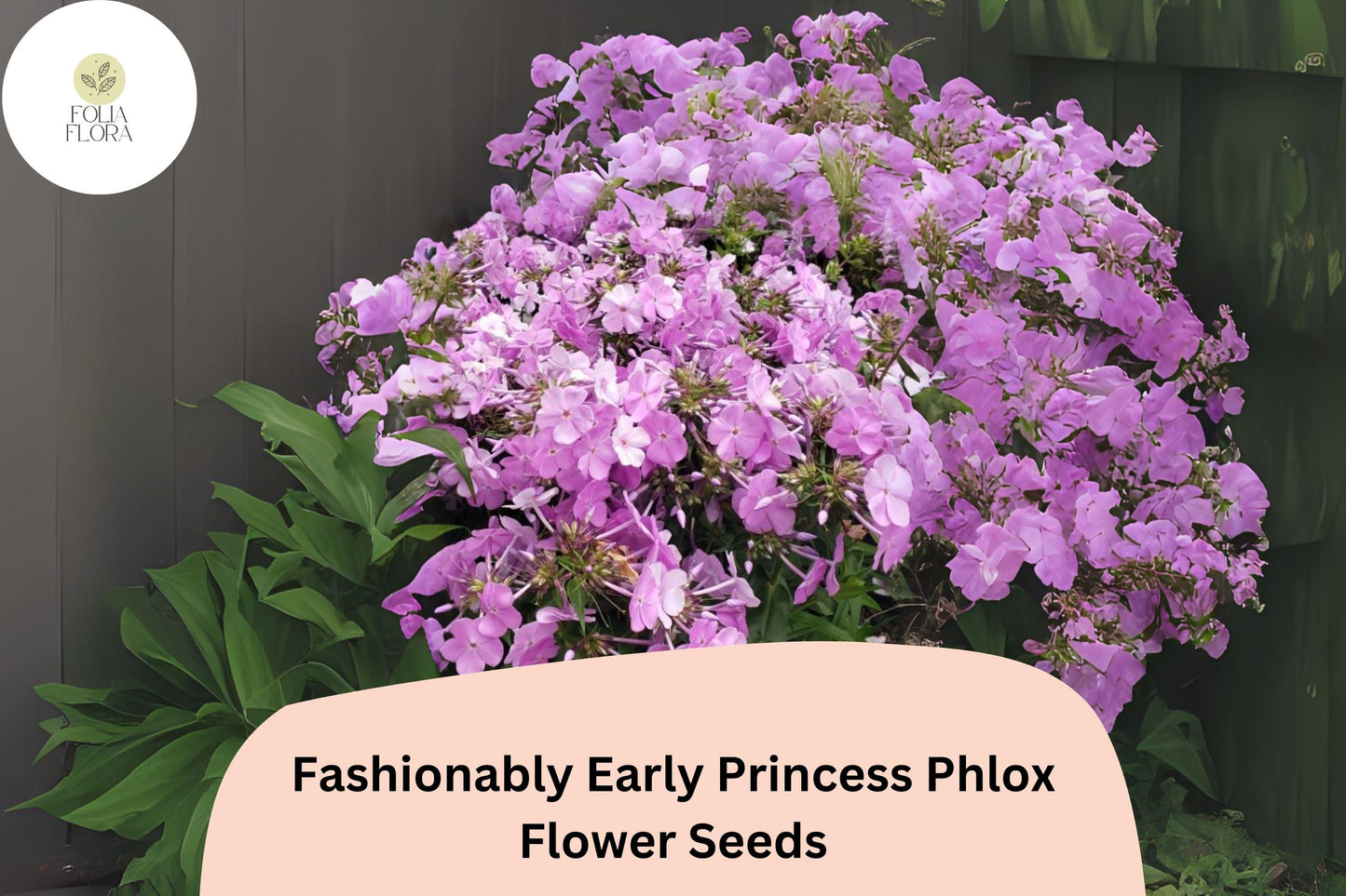 100+ Fashionably Early Princess Phlox Seeds for Garden Planting | Phlox paniculata | Perennial Flower Seeds | Pink Blooms