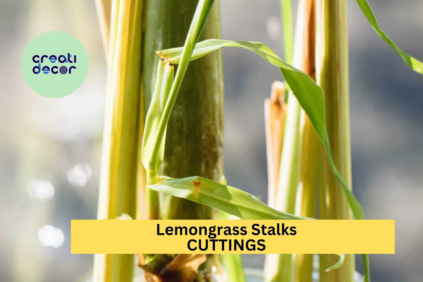 10 Lemongrass Stalks – 5–8" Fresh Cuttings for Planting or Culinary Use, Citronella Variety for Garden or Kitchen – USA