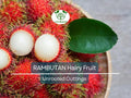 5 Unrooted Rambutan Cuttings (Nephelium lappaceum) | 5-6" Long for Grafting | Hairy Fruit Tree Cuttings for Propagation & Planting