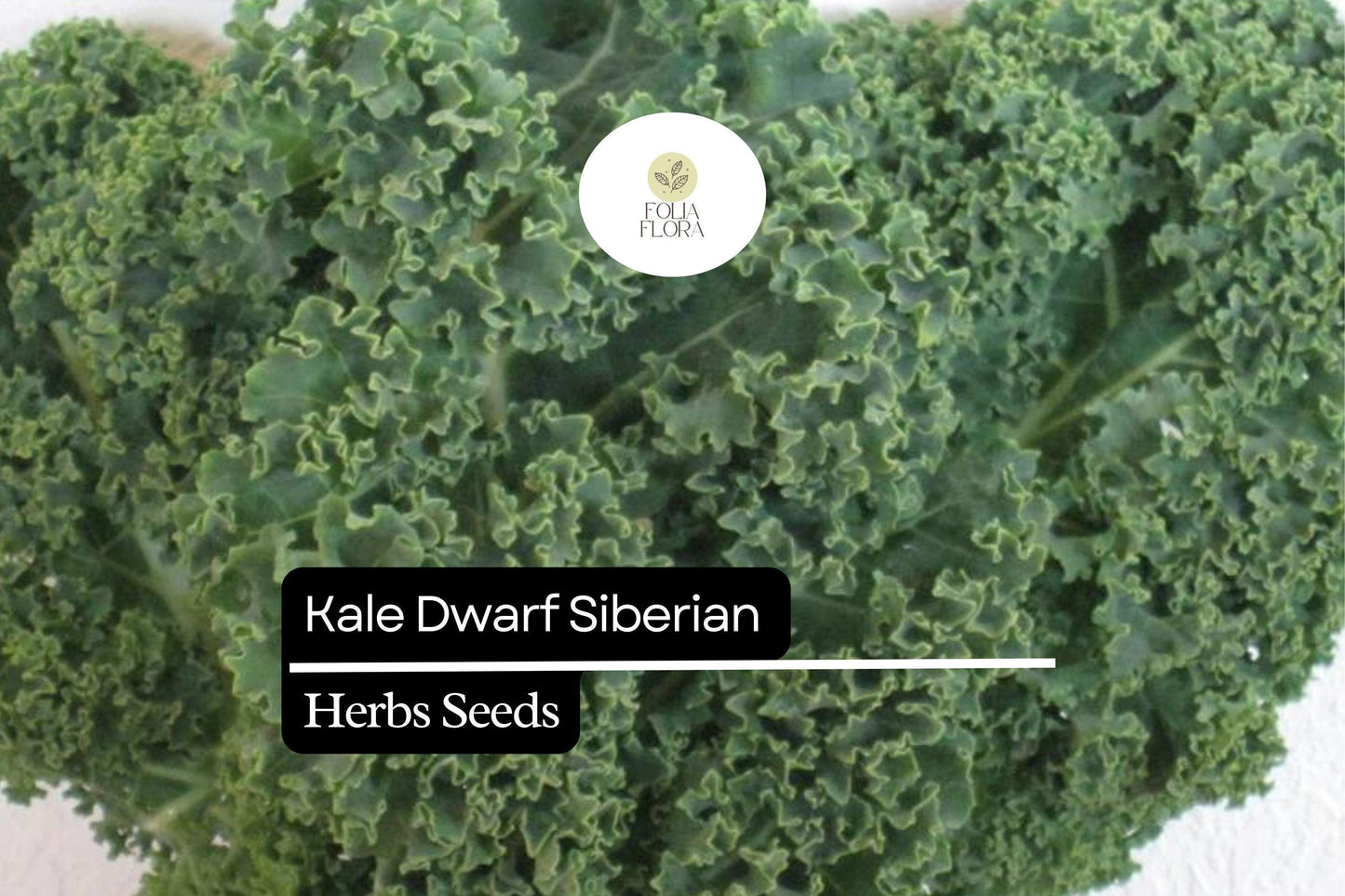 500 Dwarf Siberian Kale Seeds – Brassica napus – Cold-Hardy, Heirloom, Sweet & Tender Leaves