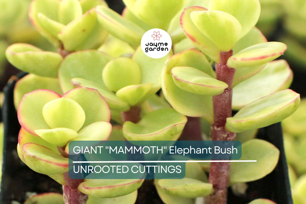 2 Giant Mammoth Elephant Bush Cuttings - Portulacaria Afra Macrophylla - 4-6” Tall, Rare, Large-Leaf Succulent