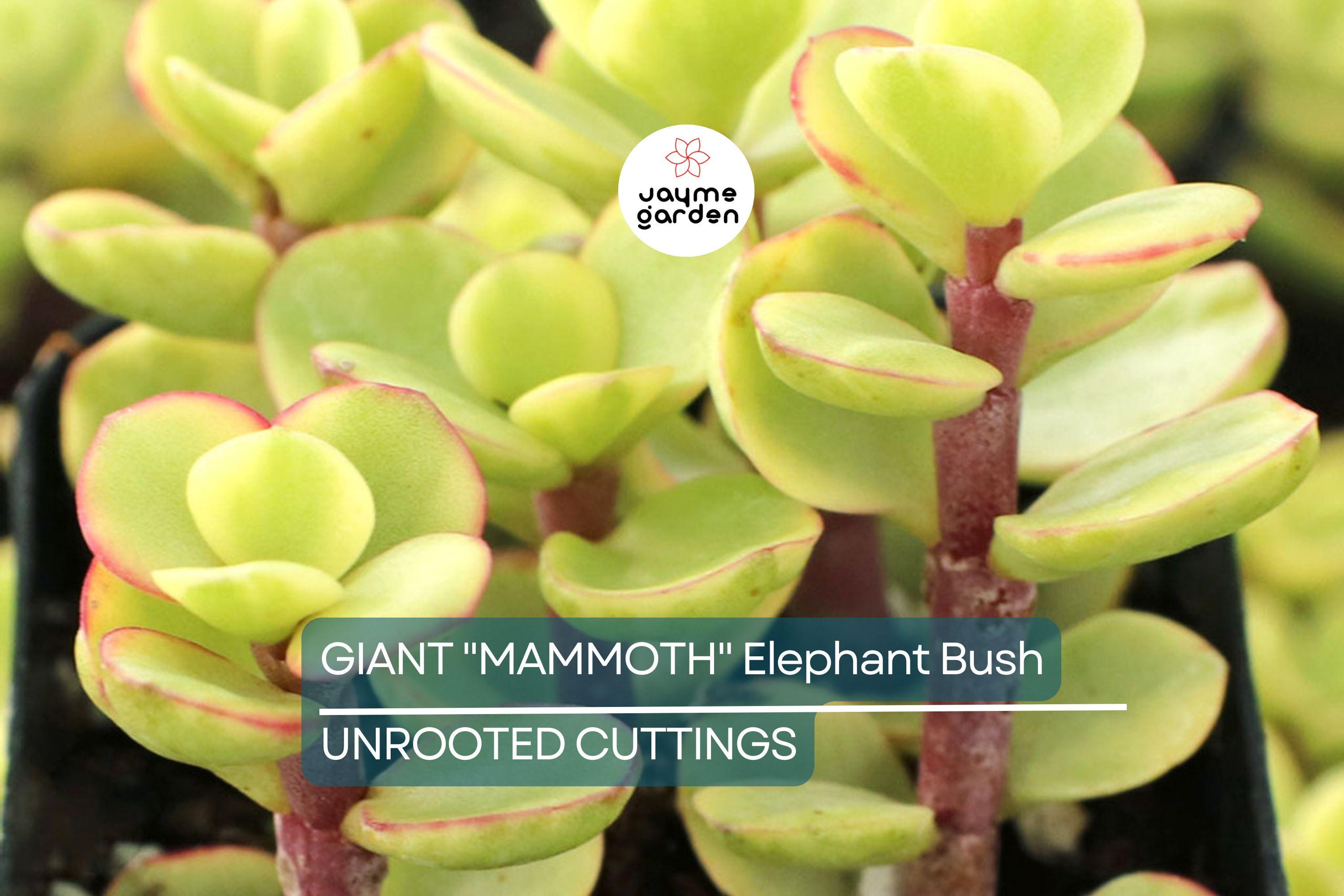 2 Giant Mammoth Elephant Bush Cuttings - Portulacaria Afra Macrophylla - 4-6” Tall, Rare, Large-Leaf Succulent