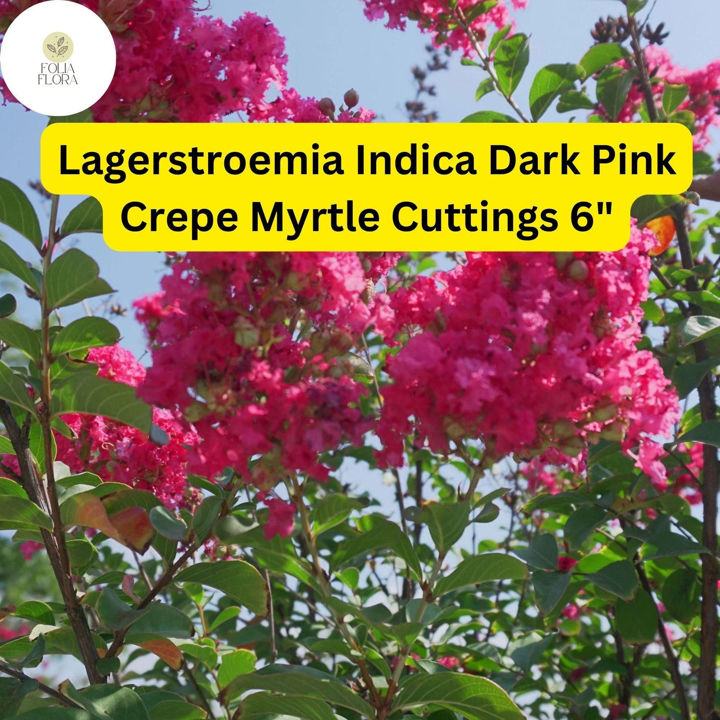 Lagerstroemia Indica | Dark Pink Crepe Myrtle | 7 Live 6” Tree Cuttings | Fast-Growing, Drought-Tolerant, Long-Blooming Ornamental