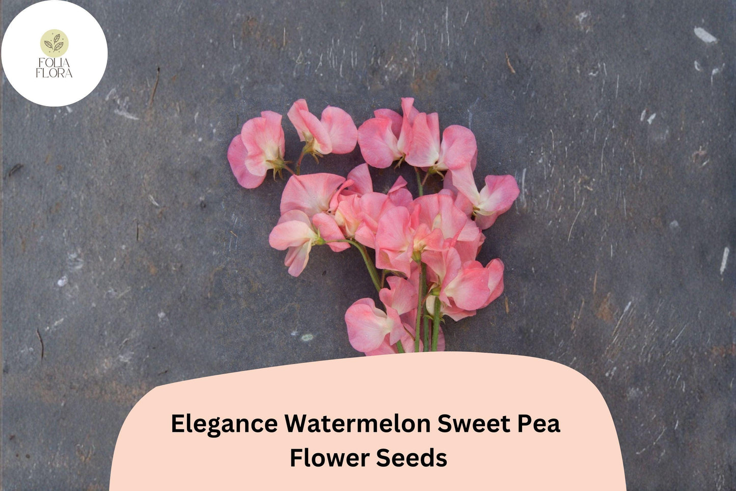 Elegance Watermelon Sweet Pea Seeds | Lathyrus odoratus Pink Bicolor Climbing Vine (50+ Seeds) for Garden Planting