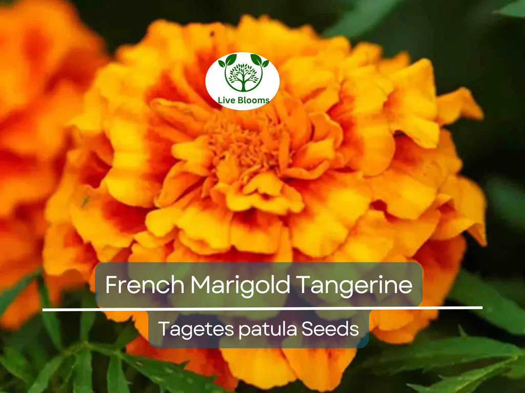 100 Seeds French Marigold Tangerine Double Dwarf, Non-GMO, Beneficial Plant, Vibrant Orange Blooms, Ideal for Containers, Garden Borders