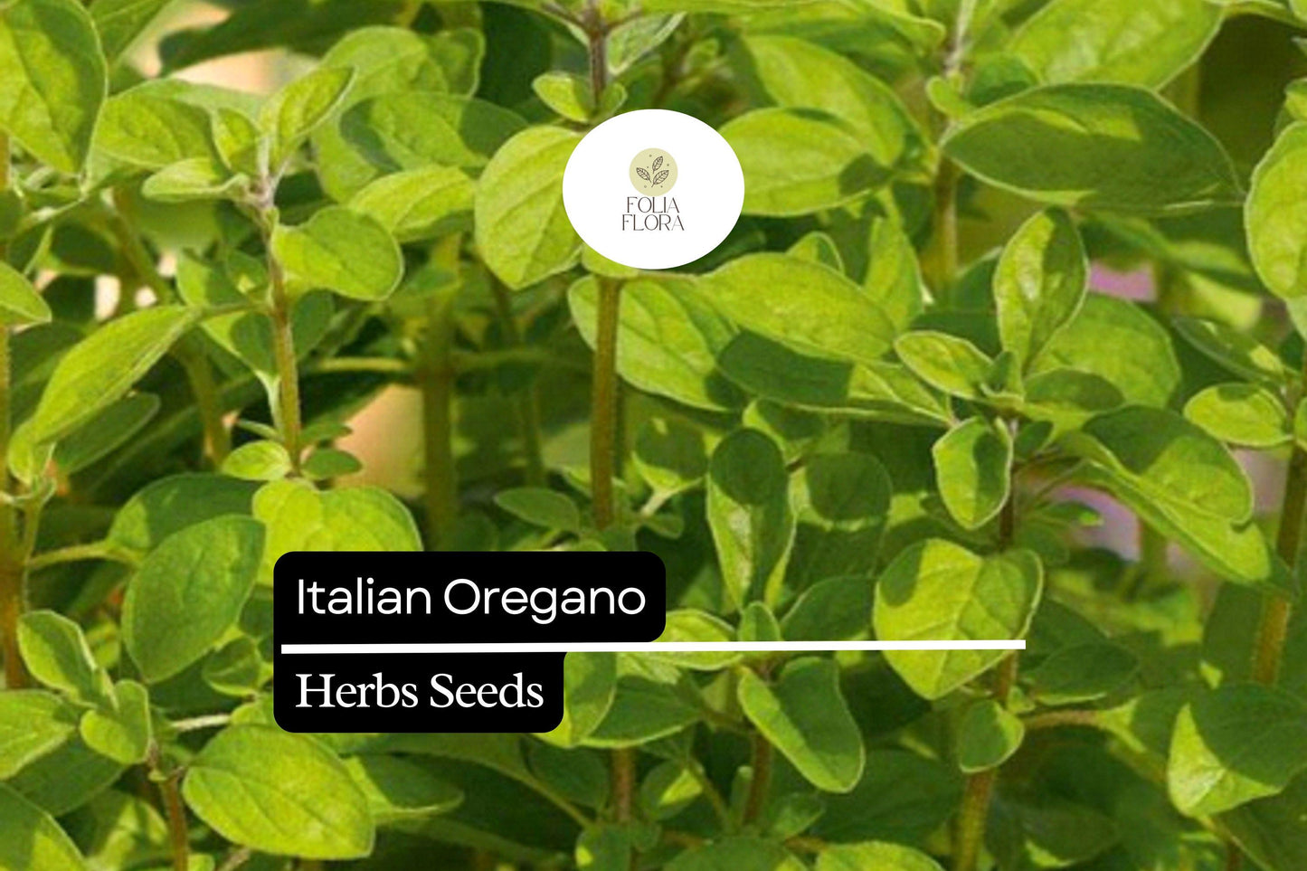 250 Italian Oregano Herb Seeds – Origanum vulgare – Heirloom, Aromatic, Perennial, Perfect for Cooking