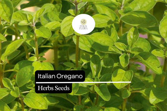 250 Italian Oregano Herb Seeds – Origanum vulgare – Heirloom, Aromatic, Perennial, Perfect for Cooking