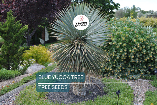 10 Blue Yucca Tree Seeds (Yucca rigida) – Cold Hardy, Rare Agave-Like Plant