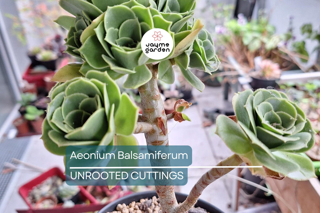 Aeonium Balsamiferum 4" Cutting | Unrooted Succulent Plant | Easy to Grow | Unique Broccoli-Like Shape |