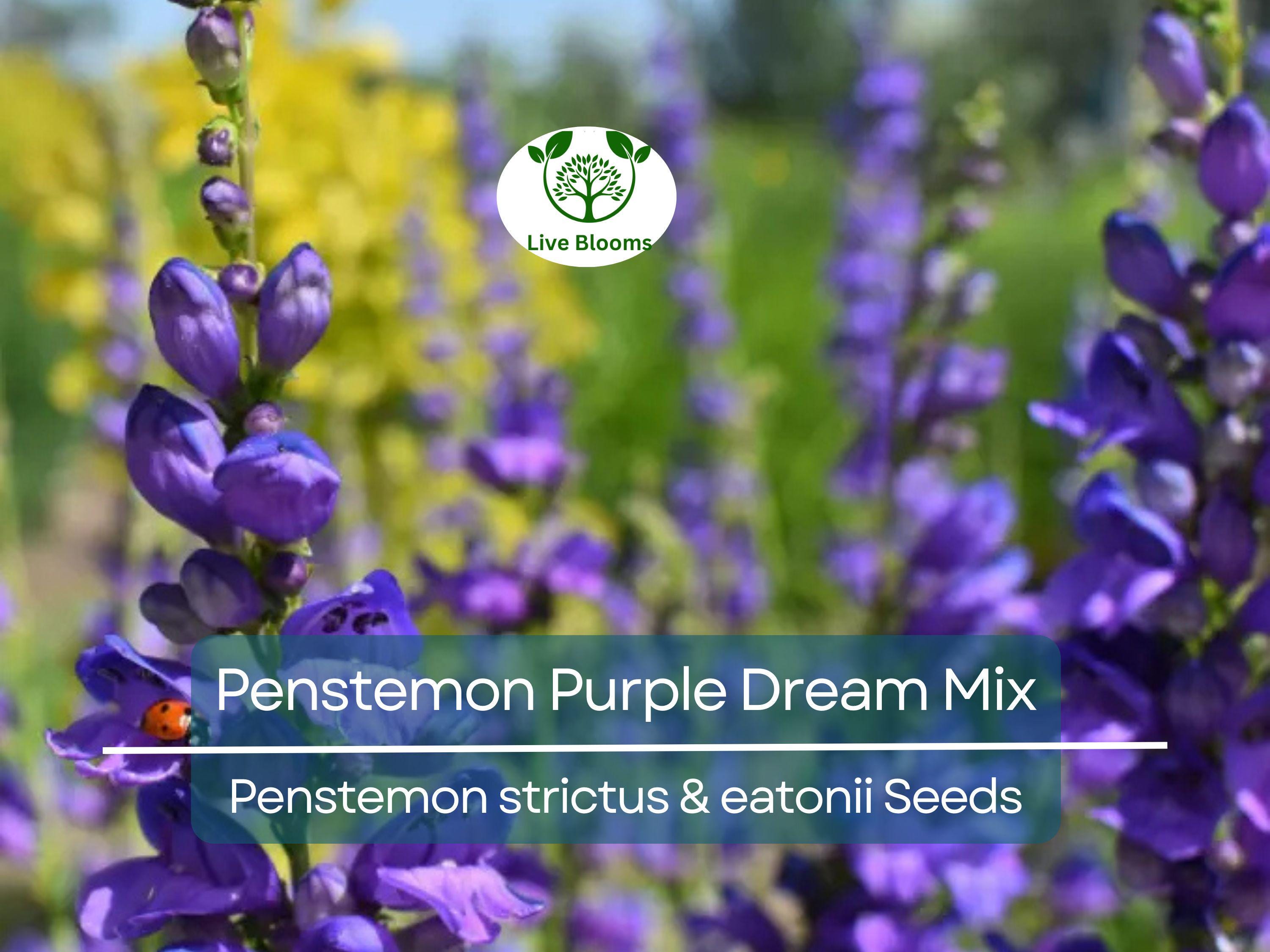 200 Seeds Penstemon Purple Dream Mix, Perennial Beardtongue, Red Flowers, Hummingbird Attracting, Non-GMO, Easy-Grow, Garden & Landscaping