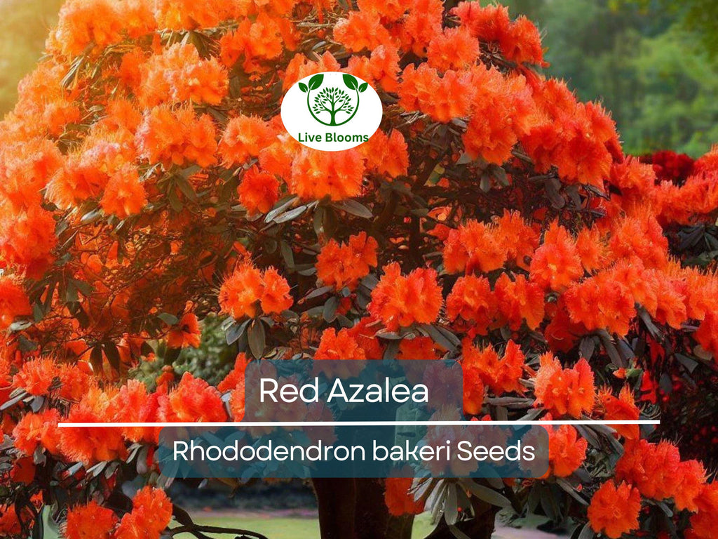 50 Red Azalea Seeds (Rhododendron bakeri) | Cumerland Azalea Flowering Bush | Bright Red Blooms, Hardy, Perfect for Landscaping & Gardens