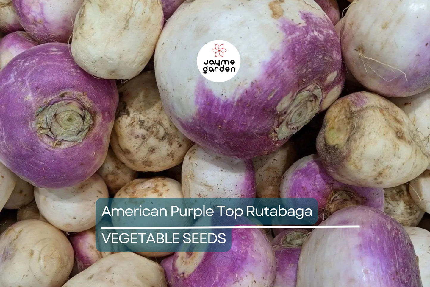 1000 American Purple Top Rutabaga Seeds – Heirloom, Non-GMO, Cold-Hardy Root Vegetable