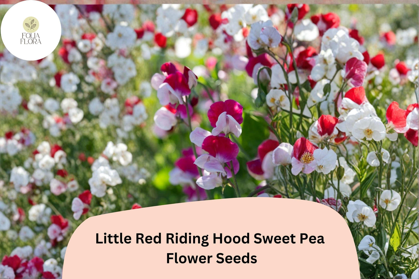 Little Red Riding Hood Sweet Pea Seeds | Lathyrus odoratus Red White Bicolor Blooms (50+ Seeds)
