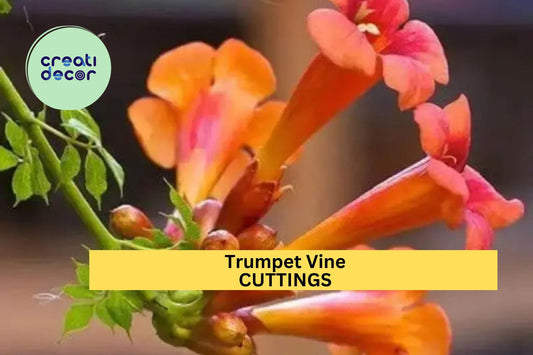 5 Trumpet Vine Cuttings – Campsis radicans Hummingbird Vine, Organic Non-GMO Climber with Orange Blooms for Trellises – USA