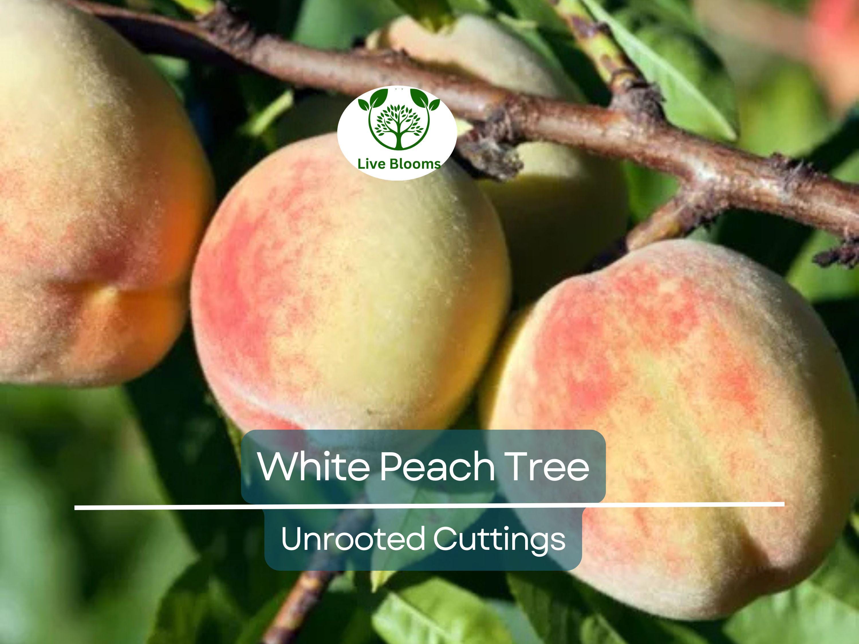 3PCS Juicy White Peach Tree 5-6" Unrooted Cuttings - Prunus persica, Delicious Fruit Tree for Propagation, Easy to Grow, Home Orchard Plant