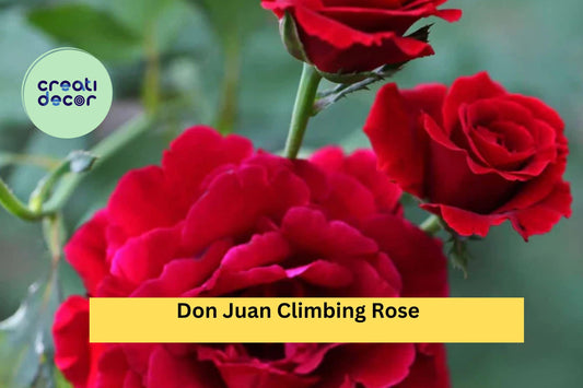 Don Juan Climbing Rose – Rosa ‘Don Juan’ – Live Well-Rooted Red Rose Plant, Fragrant Perennial Flowering Vine for Garden Trellis