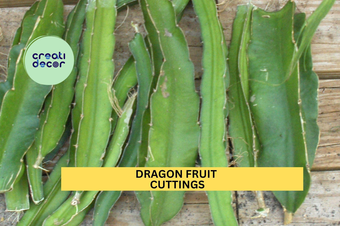 3 Dragon Fruit Cuttings – 15–18” Long Unrooted Stems | Hylocereus Variety for Propagation in Pots, Raised Beds, or Trellised Gardens