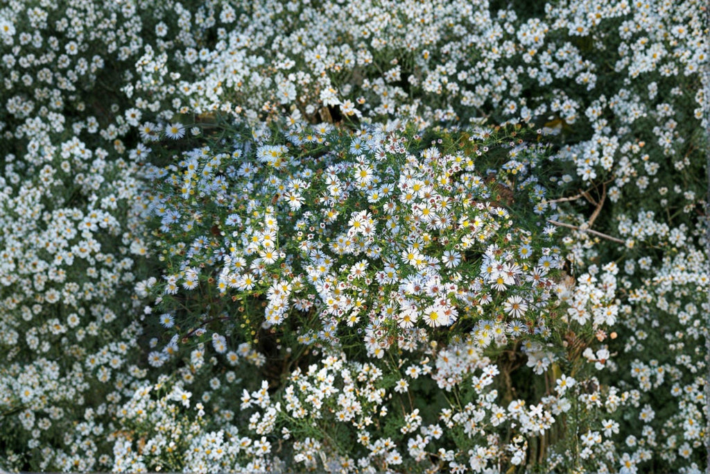 Aster pilosus / Symphyotrichum pilosus – 100 Seeds | Native Fall Wildflower | Airy White Blooms | Pollinator Essential