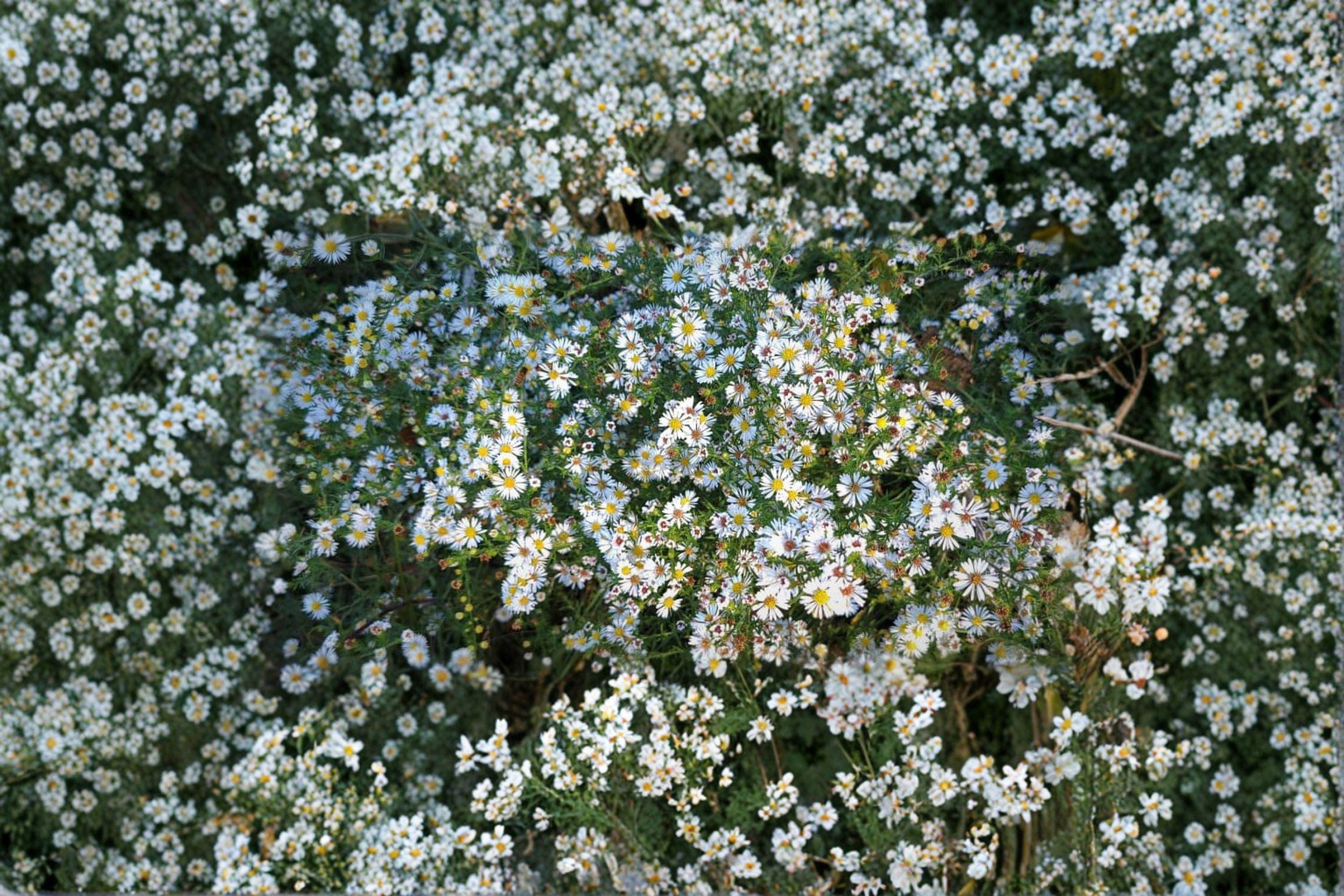 Aster pilosus / Symphyotrichum pilosus – 100 Seeds | Native Fall Wildflower | Airy White Blooms | Pollinator Essential
