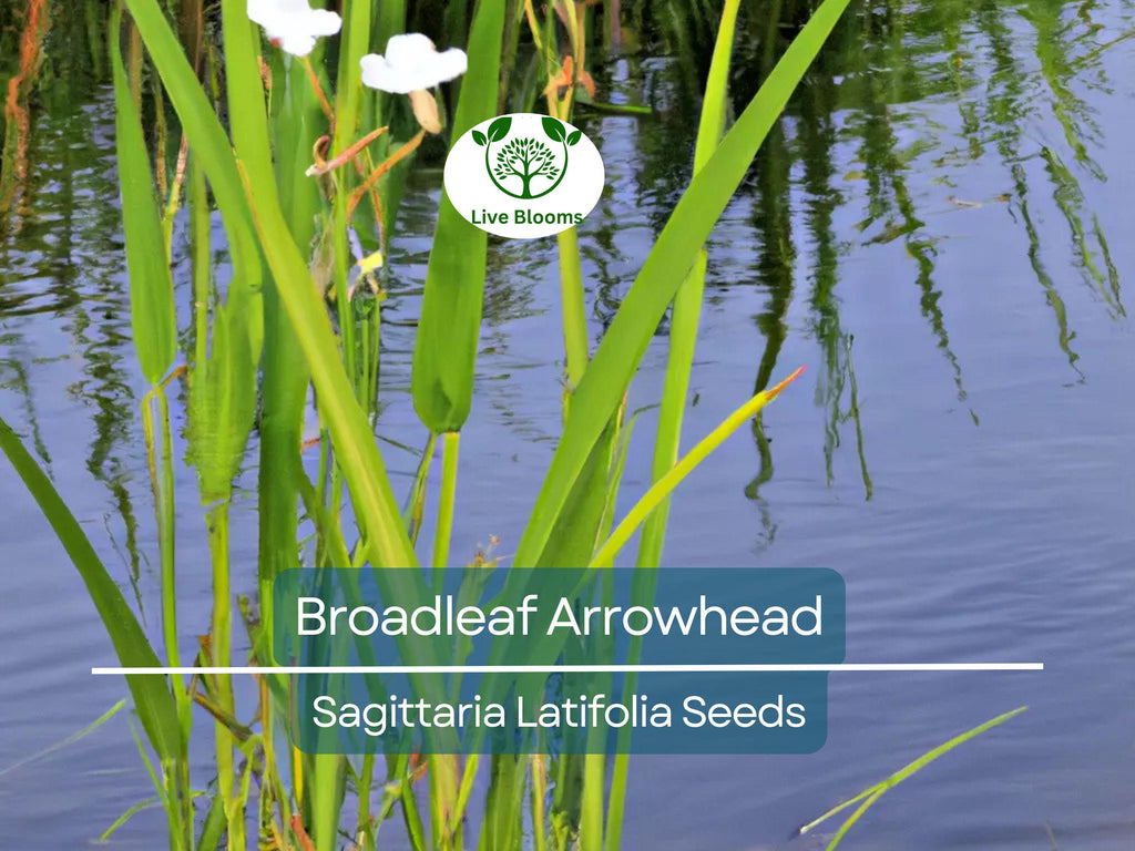 1000 Broadleaf Arrowhead Flower Seeds (Sagittaria Latifolia) | Water Plant, Pond Flower, Native Aquatic Perennial for Gardens