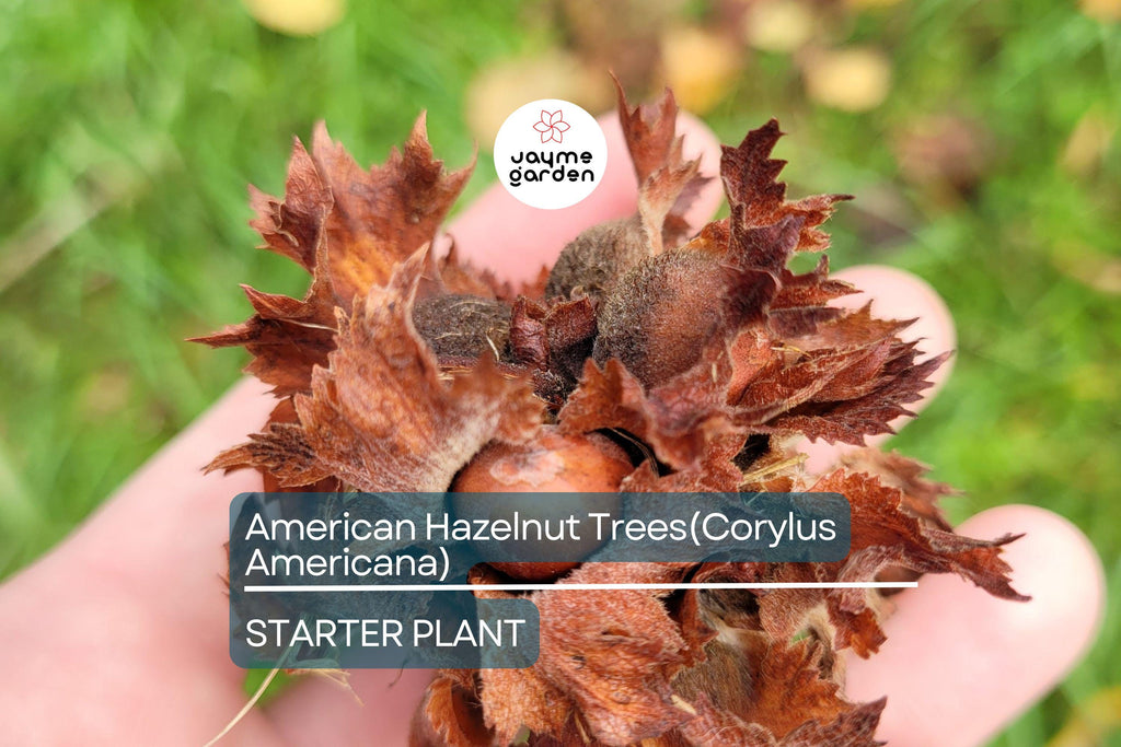 5 American Hazelnut Trees (Corylus Americana) 10–12" Bareroot – Nut-Producing Trees for Gardens & Wildlife, USDA Zones 4–9