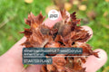 5 American Hazelnut Trees (Corylus Americana) 10–12" Bareroot – Nut-Producing Trees for Gardens & Wildlife, USDA Zones 4–9