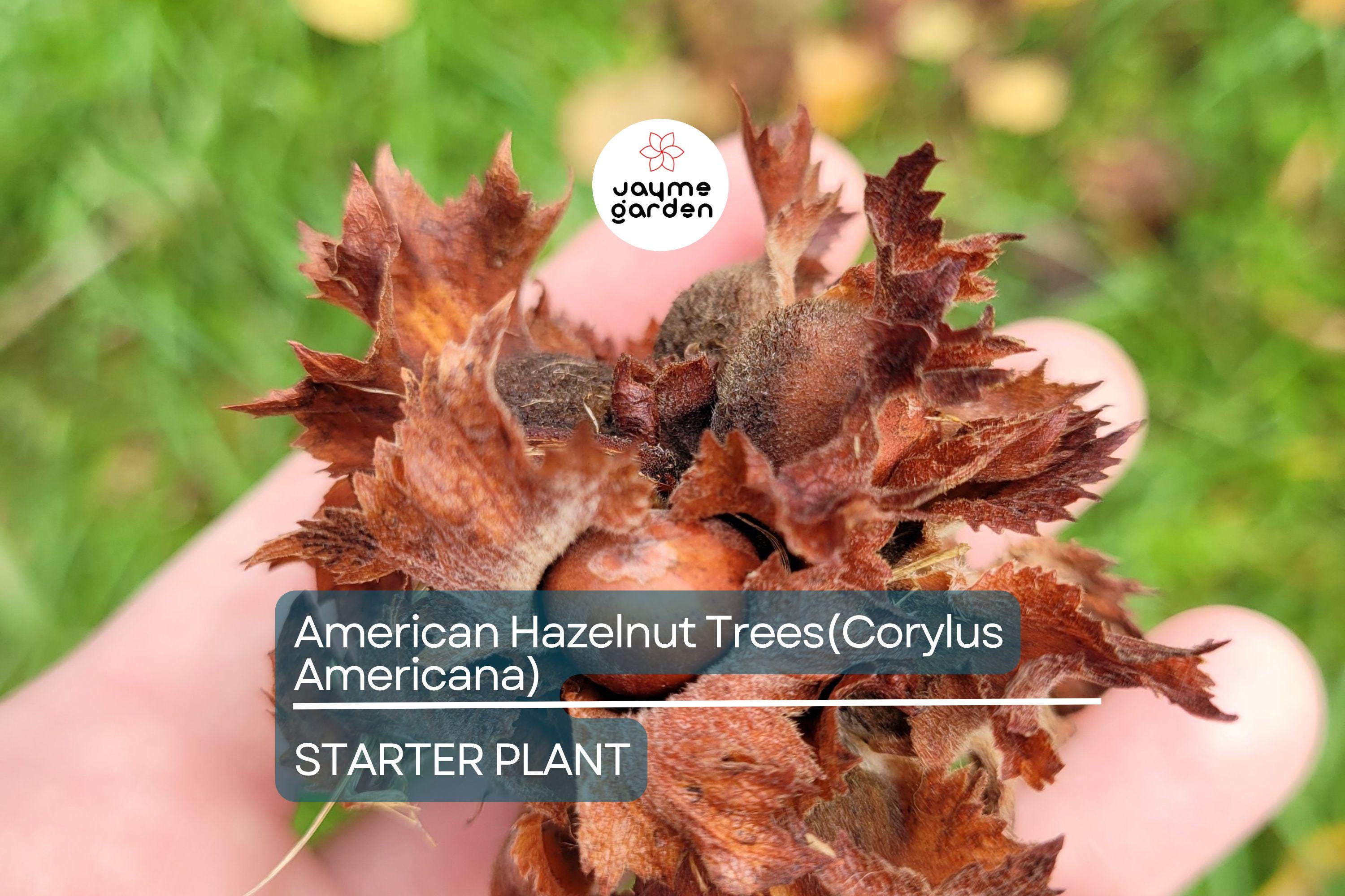 5 American Hazelnut Trees (Corylus Americana) 10–12" Bareroot – Nut-Producing Trees for Gardens & Wildlife, USDA Zones 4–9