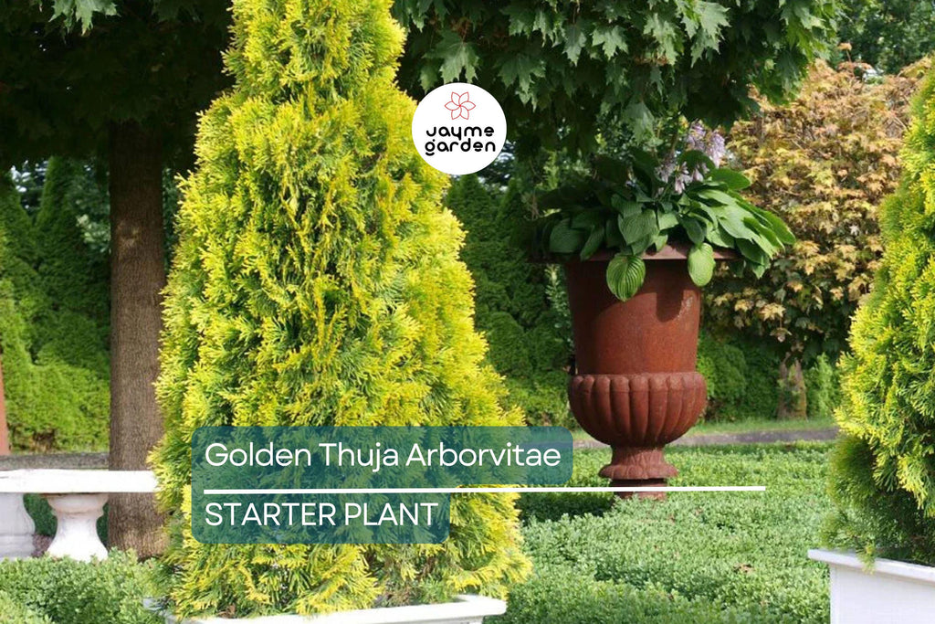 Golden Thuja Arborvitae Tree | 8-14" Live Evergreen Shrub Seedling in Quart Pot | Privacy Hedge for Zones 4-7
