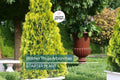 Golden Thuja Arborvitae Tree | 8-14" Live Evergreen Shrub Seedling in Quart Pot | Privacy Hedge for Zones 4-7